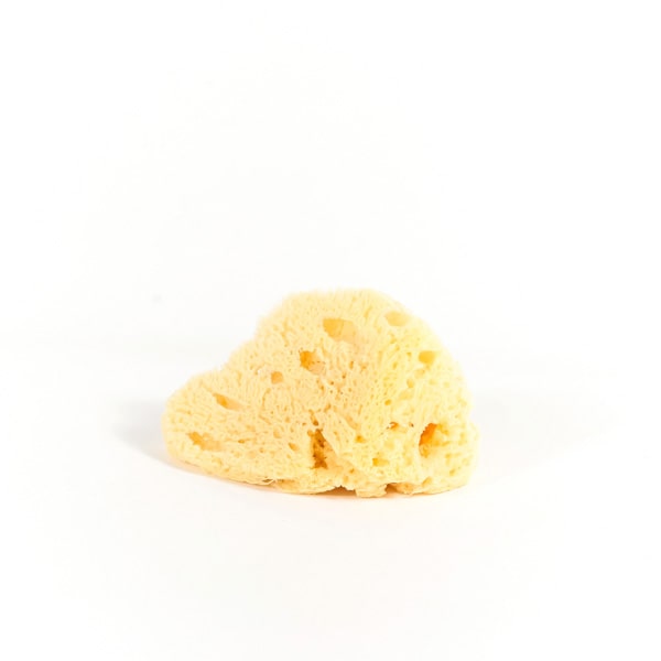 sea_sponge_small sea sponge small